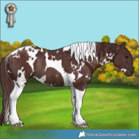 Horse Color:White Spotted Chocolate Brown Tobiano Rabicano 