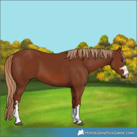 Horse Color:Chestnut 