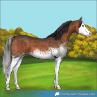 Horse Color:White Spotted Bay Splash