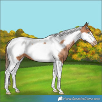 Horse Color:Brown Pearl Tobiano Frame