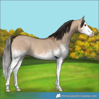 Horse Color:White Spotted Bay Dun Splash Rabicano 