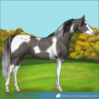 Horse Color:Grullo Splash Tobiano 