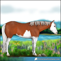 Horse Color:Silver Bay Splash 