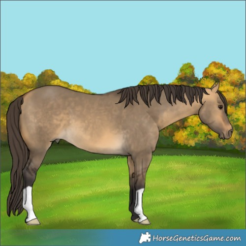 Horse Color:Buckskin Dun 