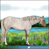 Horse Color:Chocolate Palomino Roan 