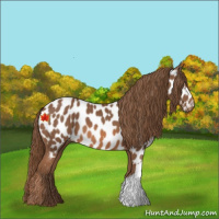 Horse Color:Chestnut Appaloosa 