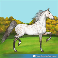 Horse Color:Gray Bay Dun Appaloosa 