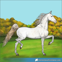 Horse Color:Buckskin Dun Snowcap Rabicano
