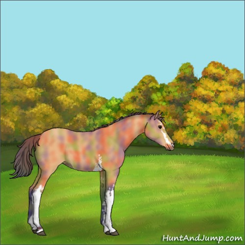 Horse Color:Nacre White Spotted Buckskin 