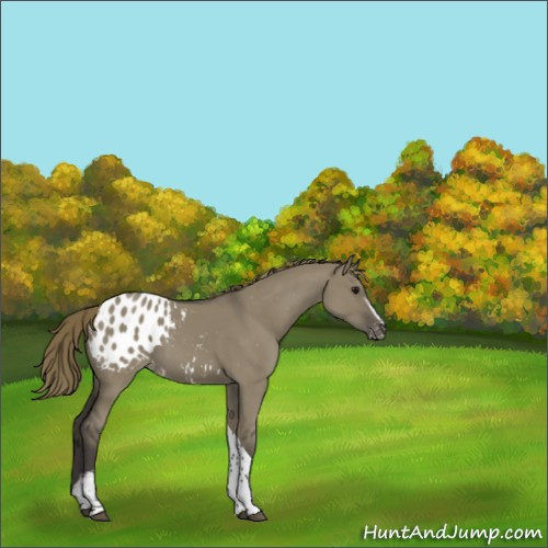 Horse Color:White Spotted Smoky Grullo Tobiano Appaloosa 