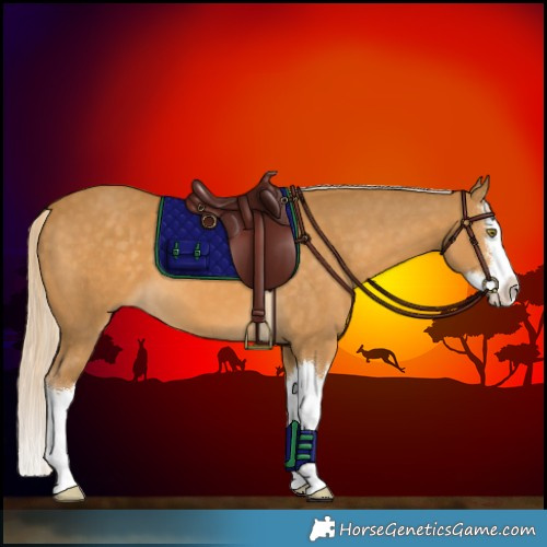 Horse Color:Palomino Splash 