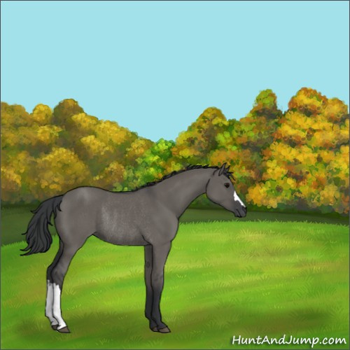 Horse Color:Grullo Rabicano 