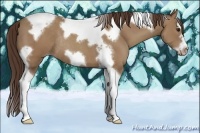 Horse Color:Classic Champagne Splash Tobiano Frame Rabicano 
