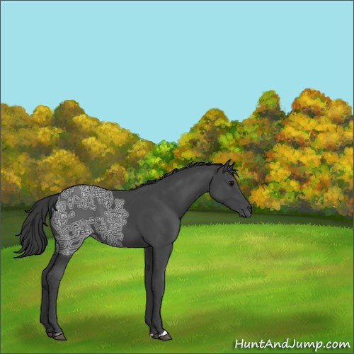 Horse Color:Black Ice Sabino 