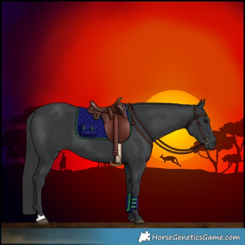 Horse Color:Black Rabicano 
