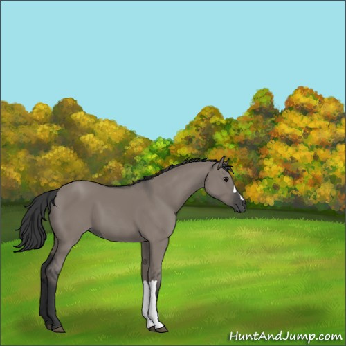 Horse Color:Grullo 