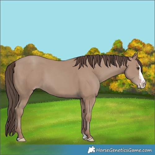 Horse Color:Classic Champagne Splash 