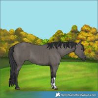 Horse Color:Grullo  and Grullo 
