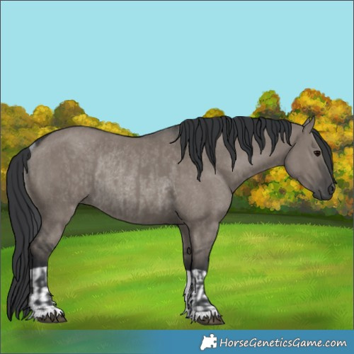 Horse Color:Grullo  and Grullo Rabicano 