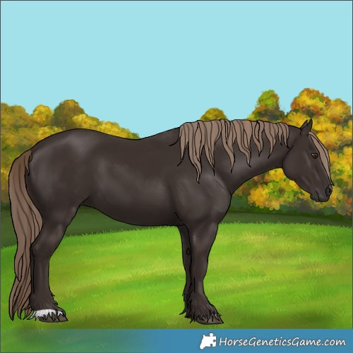 Horse Color:Liver Chestnut 