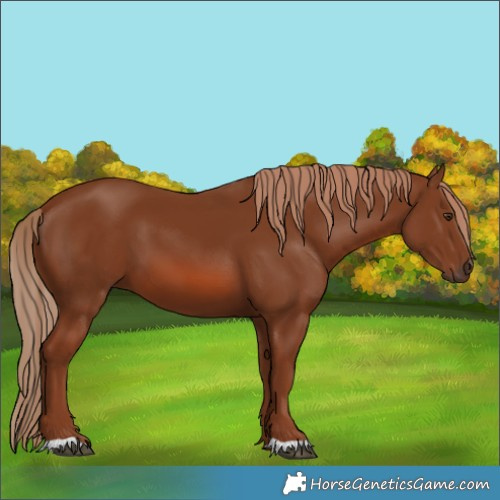 Horse Color:Chestnut 