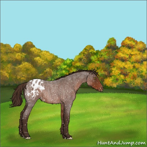 Horse Color:Liver Red Roan Appaloosa Rabicano 