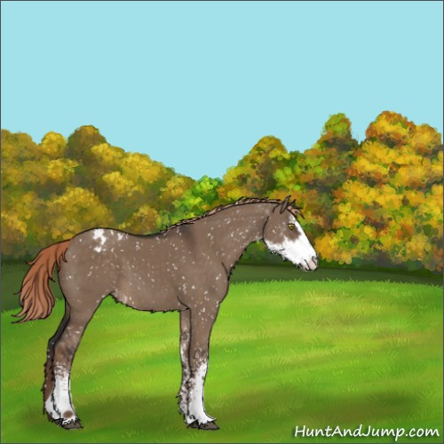 Horse Color:Liver Red Dun Sabino Appaloosa 