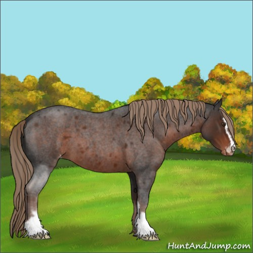 Horse Color:Liver Red Roan Sabino Appaloosa 