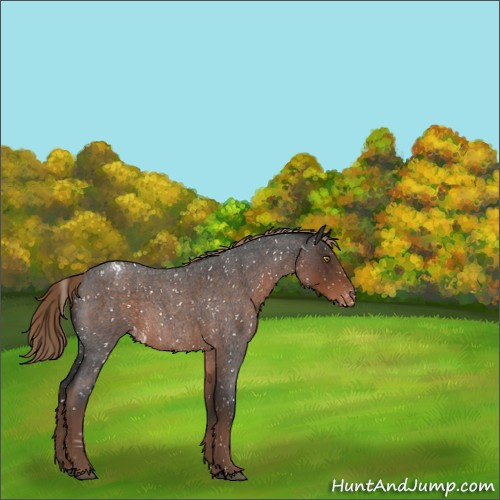 Horse Color:Liver Red Roan Sabino Appaloosa 
