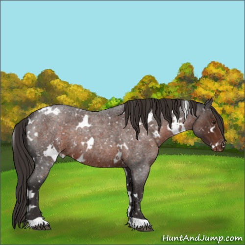 Horse Color:White Spotted Liver Red Roan Appaloosa 