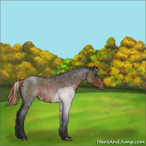 Horse Color:Liver Red Roan Appaloosa 