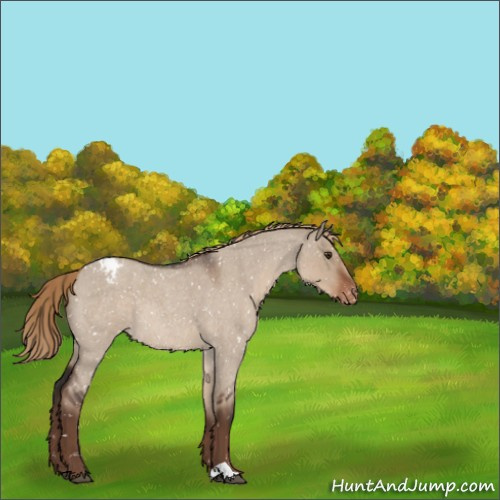 Horse Color:Liver Red Dun Roan Appaloosa 