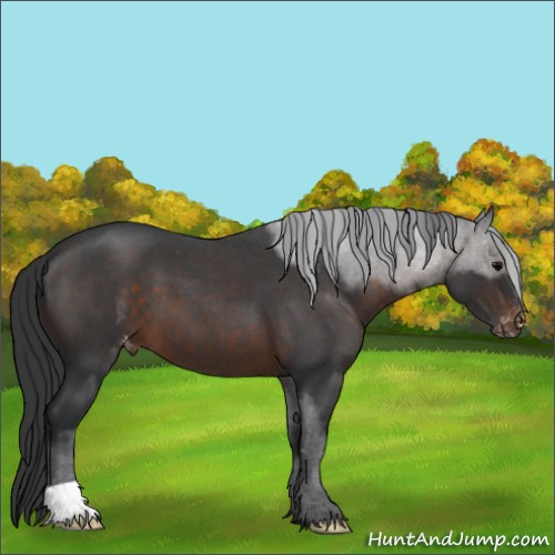 Horse Color:Brown Roan Appaloosa 