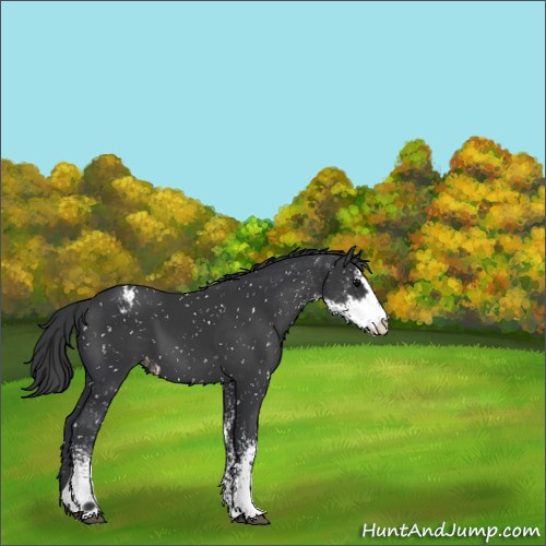 Horse Color:Black Sabino Appaloosa 