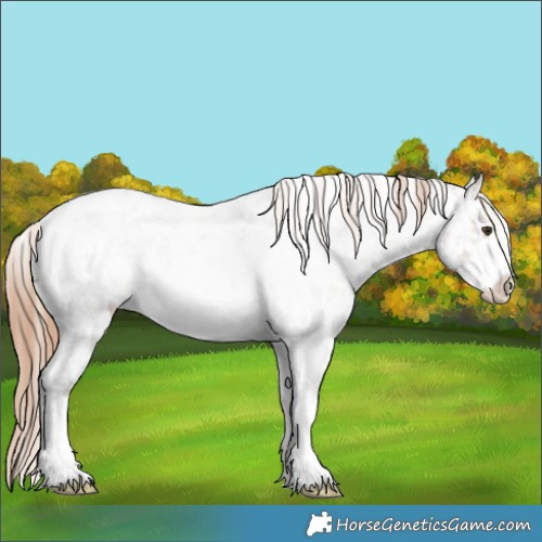 Horse Color:Liver Red Dun Roan Sabino Appaloosa 
