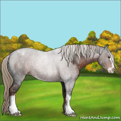 Horse Color:Liver Red Roan Sabino Appaloosa 