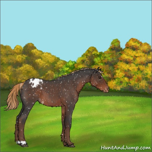 Horse Color:Liver Red Roan Appaloosa 