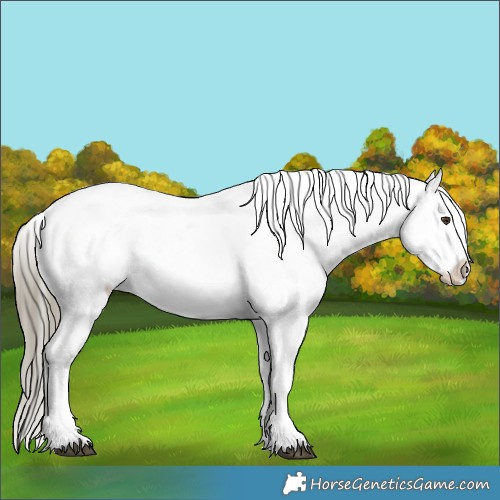 Horse Color:Liver Red Dun Roan Appaloosa 