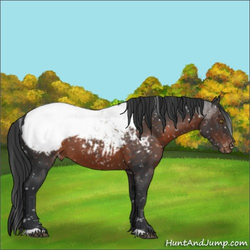 Horse Color:Brown Roan Appaloosa Rabicano 