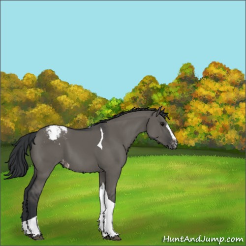 Horse Color:Grullo Sabino Tobiano Appaloosa 