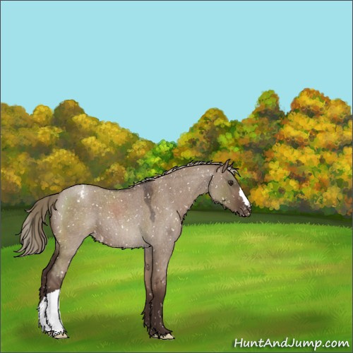 Horse Color:Liver Red Dun Roan Appaloosa 