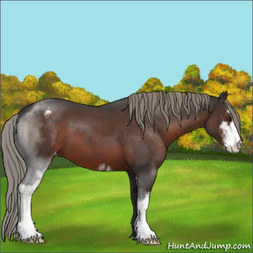 Horse Color:Liver Red Roan Sabino Appaloosa 