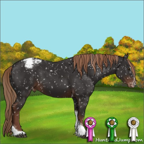 Horse Color:Liver Chestnut Sabino Tobiano Appaloosa 