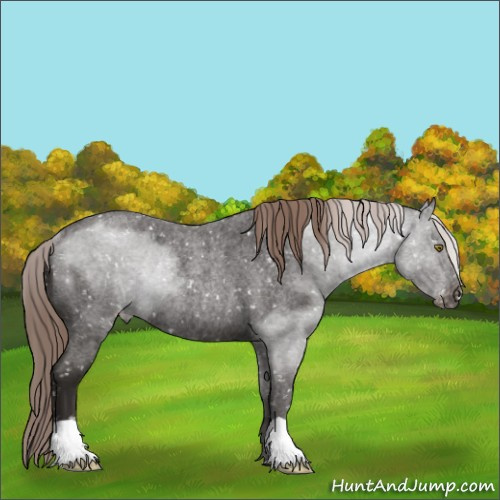 Horse Color:Liver Red Roan Appaloosa Rabicano 