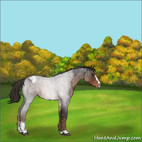 Horse Color:Liver Red Roan Sabino Appaloosa 