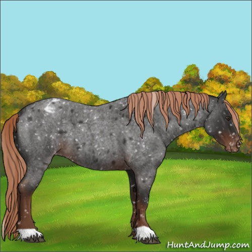 Horse Color:Liver Red Roan Appaloosa 