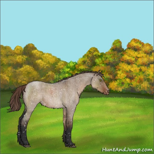 Horse Color:Liver Red Dun Roan Sabino Appaloosa 