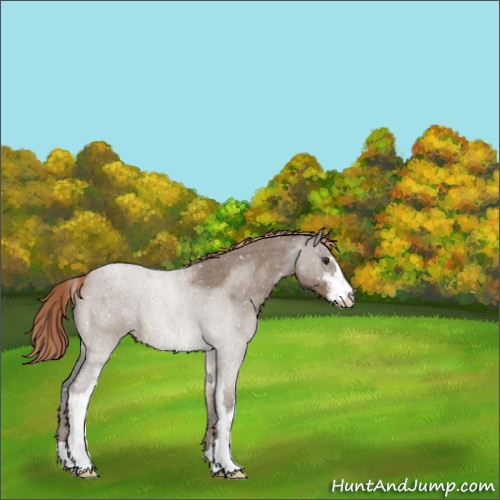 Horse Color:Liver Red Dun Roan Sabino Appaloosa 