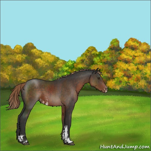 Horse Color:Liver Chestnut Sabino Appaloosa 
