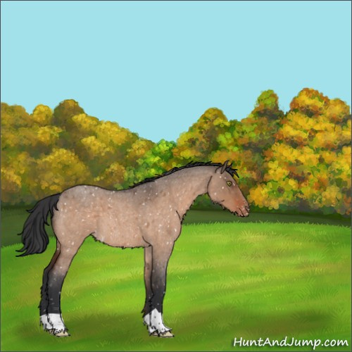 Horse Color:Brown Roan Dun Appaloosa 